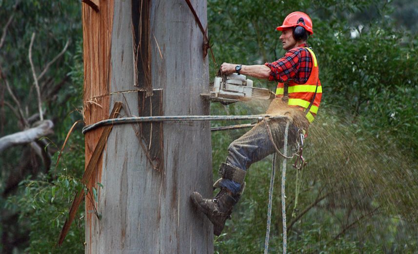 Arborists