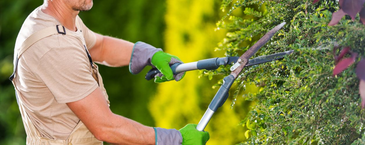 Hedge Trimming