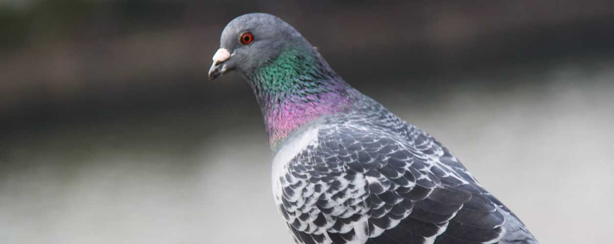 Pigeon Removal