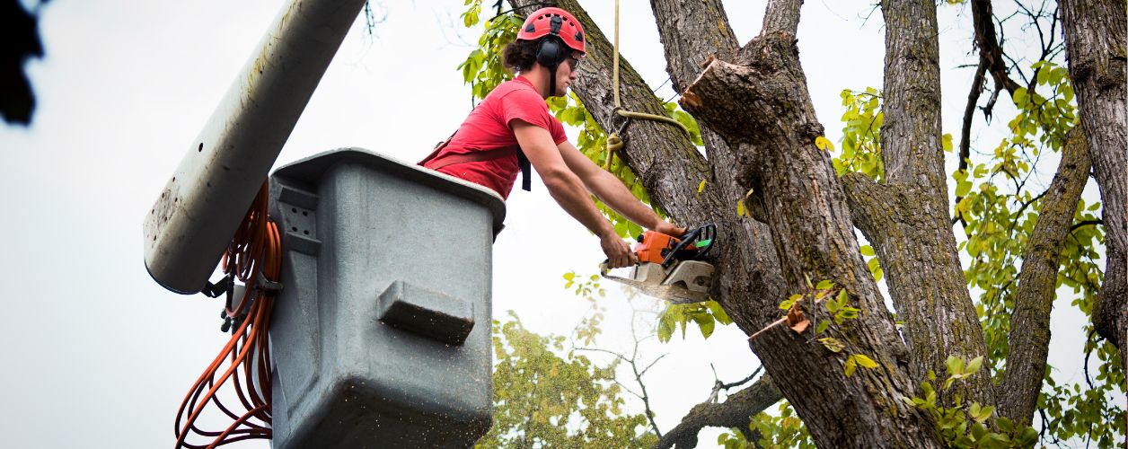 How Much Does an Arborist Charge for Tree Services
